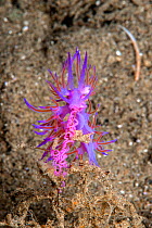 Purple nudibranch (Flabellina affinis) Athens, Attica Region, Greece. Saronic Gulf, Aegean Sea. August.