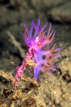 Purple nudibranch (Flabellina affinis) laying its egg mass. Athens, Attica Region, Greece. Saronic Gulf, Aegean Sea. August.