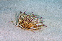 Golden anemone (Condylactis aurantiaca) Athens, Attica Region,  Greece, Saronic Gulf, Aegean Sea. August.
