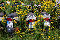 Motorcycles surrounded by  Crown daisies (Glebionis coronaria) parked ready for tourists to hire in the summer.  Spetses Island, Aegean Sea, Mediterranean, Greece, April 14, 2009