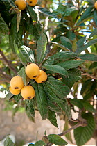 Loquat (Eriobotrya japonica) cultivated plant native to south central China. Spetses Island, Aegean Sea, Greece, Mediterranean, April.