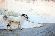 White horse standing next to white wall, Spetses island. No cars are allowed on the island, so horses are used to pull carriages.  Spetses Island, Aegean Sea, Greece, Mediterranean, April 2009.