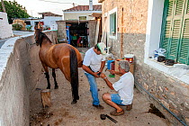 One of the last two farriers on Spetses island kneels down in order to place shoeing horse, whilst farmer assists him by holding the horse's leg. No cars are allowed on the island, so horses are used...