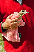 Founder and director of the Aegean Wildlife Hospital, Mr. Marios Fournari holding blind Eurasian stone curlew  (Burhinus oedicnemus). The bird was shot illegally, is blind and unable to feed. The Aege...