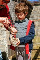 Young boy holding blind Eurasian stone curlew  (Burhinus oedicnemus) whilst founder and director of the Aegean Wildlife Hospital, Mr. Marios Fournaris, feeds  it. The bird was shot illegally, is blind...