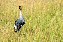 Crowned crane (Balearica regulorum gibbericeps) Masai Mara National Reserve, Rift Valley Province, Kenya, East Africa, August.