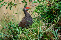 Red-necked spurfowl (Pternistis afer) eating a seed.  Masai Mara National Reserve, Rift Valley Province, Kenya, East Africa, August.
