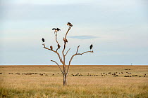 Marabou stork (Leptoptilos crumenifer) and Rppell's  griffon vulture (Gyps rueppellii) in tree, with herd of Blue wildebeest (Connochaetes taurinus) grazing. Masai Mara National Reserve, Rift Valley P...