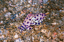 Blue-Ringed Octopus or Blue Ringed Octopus (Hapalochlaena lunulata) displaying while hunting during daytime. This species, when flashing (pulsating) its blue rings, is a classic example of aposematic...