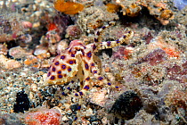 Blue-Ringed Octopus or Blue Ringed Octopus (Hapalochlaena lunulata) displaying while walking over the seabed during daytime. This species, when flashing (pulsating) its blue rings, is a classic exampl...