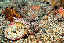 Blue-Ringed Octopus or Blue Ringed Octopus (Hapalochlaena lunulata) displaying  during daytime. This species, when flashing (pulsating) its blue rings, is a classic example of aposematic or warning co...