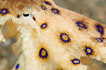 Close up of Blue rings of Blue ringed octopus (Hapalochlaena lunulata)  Lembeh Strait, Molucca Sea Sulawesi, Indonesia, February.