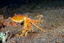 Blue-ringed octopus (Hapalochlaena lunulata) displaying,  Lembeh Strait, Molucca Sea Sulawesi, Indonesia,  February.