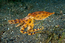 Blue-ringed octopus (Hapalochlaena lunulata) swimming during daytime.  Lembeh Strait, Molucca Sea Sulawesi, Indonesia,  February.