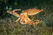 Blue-ringed octopus (Hapalochlaena lunulata) swimming during daytime.  Lembeh Strait, Molucca Sea Sulawesi, Indonesia,  February.