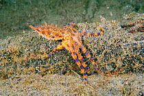 Blue-ringed octopus (Hapalochlaena lunulata) hunting while displaying its blue rings Lembeh Strait, Molucca Sea Sulawesi, Indonesia, Indo-Pacific. February.