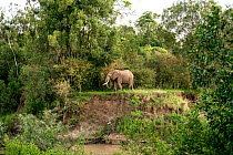 African elephant (Loxodonta africana) among tall trees and bushes near a small river, Masai Mara National Reserve, Rift Valley Province, Kenya, East Africa, August 2012.