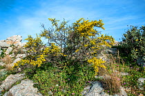 Spiny broom (Calicotome villosa) Tourkovounia hill, Greece,  March.