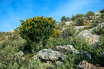 Spiny broom (Calicotome villosa) Tourkovounia hill, Greece,  March.