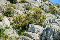 Jerusalem sage (Phlomis fruticosa) growing rocky outcrop, Tourkovounia hill,  Athens Greece, March.