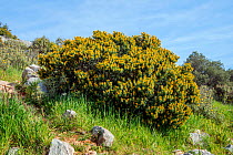 Tree medick (Medicago arborea) bush in flower,  Tourkovounia hill, Athens, Greece, March.