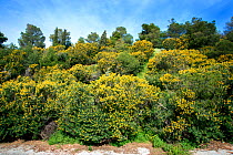 Tree medick (Medicago arborea) bushes in flower, Athens, Greece, Mediterranean, March.