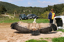 Young volunteer with male Griffon vulture (Gyps fulvus fulvus) during release. This bird shot and subsequently treated at the Aegean Wildlife Hospital, and released by WWF Greece.  Dadia National Fore...
