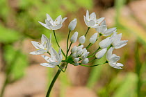 Neapolitan garlic (Allium neapolitanum) flowers, Syngrou Forest, Athens Northern Suburbs, Athens, Greece, March.