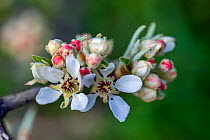 Almond-leaved pear (Pyrus spinosa) flowers, Mount Hymettus, Kessariani Aesthetic Forest, East-Central Attica, Greece, March.