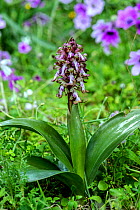 Giant orchid (Himantoglossum robertianum) Mount Hymettus,  Kessariani Aesthetic Forest, East-Central Attica, Greece, March.