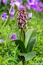 Giant orchid (Himantoglossum robertianum) flower, Mount Hymettus, Kessariani Aesthetic Forest, East-Central Attica, Greece,  March.