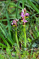 Sawfly orchid (Ophrys tenthredinifera) Mount Hymettus, Kessariani Aesthetic Forest, East-Central Attica, Greece, March.
