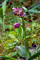 Sawfly orchid (Ophrys tenthredinifera) Mount Hymettus, Kessariani Aesthetic Forest, East-Central Attica, Greece,  March.