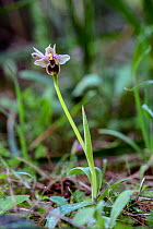 Sawfly orchid (Ophrys tenthredinifera) Mount Hymettus, Kessariani Aesthetic Forest, East-Central Attica, Greece,  March.