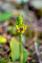 Yellow Bee-Orchid (Ophrys lutea subsp. lutea) Mount Hymettus, Kessariani Aesthetic Forest, East-Central Attica, Greece, March.