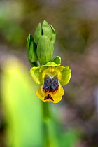 Yellow Bee-Orchid (Ophrys lutea subsp. lutea) Mount Hymettus, Kessariani Aesthetic Forest, East-Central Attica, Greece, March.