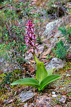 Giant orchid (Himantoglossum robertianum)  Mount Hymettus, Kessariani Aesthetic Forest, East-Central Attica, Greece, March 2015.