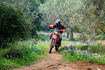 Recreational motocross rider on path with Anemones, (Anemone coronaria and Anemone pavonina)  Mount Hymettus,  Kessariani Aesthetic Forest, East-Central Attica, Greece, Mediterranean, March 2015.