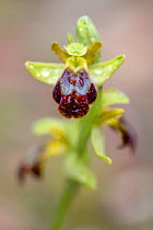 Sombre bee orchid (Ophrys fusca) close up of flower,  Mount Hymettus, Kessariani Aesthetic Forest, East-Central Attica, Greece, March.
