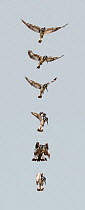 Pied kingfisher (Ceryle rudis) hovering and diving composite sequence. Masai Mara National Reserve, Rift Valley Province, Kenya, East Africa, August.