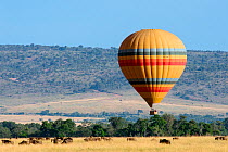Hot air balloon with tourists in low flight over savanna, with Blue wildebeest (Connochaetes taurinus)  Masai Mara National Reserve, Rift Valley Province, Kenya, East Africa, August 2012.