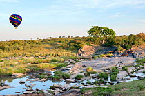 Hot air balloon in an early morning flight over Masai Mara. In the foreground, a small river, a big Fig tree and two Hippopotamuses (Hippopotamus amphibius) standing on the rocks outside the river. Ma...