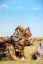 Lioness (Panthera leo) lying on a dead tree trunk, Masai Mara National Reserve, Rift Valley Province, Kenya, East Africa, August.