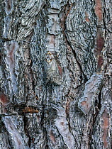 Goat moth (Cossus cossus) camouflaged on tree trunk, Killini, Peloponnese,  Greece, July.
