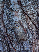 Goat moth (Cossus cossus) camouflaged on tree trunk, Killini, Peloponnese,  Greece, July.
