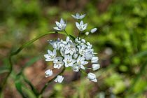 Neapolitan garlic (Allium neapolitanum) flowers close up, Syngrou Forest, Athens, Greece, Mediterranean, March.