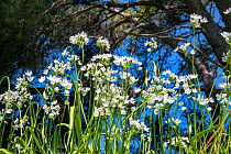 Neapolitan garlic (Allium neapolitanum) flowers, Syngrou Forest, Athens, Greece, Mediterranean, March.