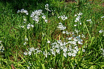 Neapolitan garlic (Allium neapolitanum) flowers, Syngrou Forest, Athens, Greece, Mediterranean, March.