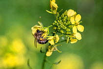 European honey bee (Apis mellifera) on White mustard (Sinapis alba) flower,  Syngrou Forest, Athens, Greece, Mediterranean, March.