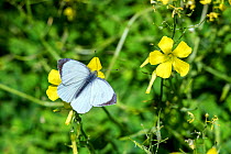 Large white butterfly (Pieris brassicae) on Bermuda buttercup (Oxalis pes-caprae) Syngrou Forest, Athens,  Athens, Greece, Mediterranean, March 2015.